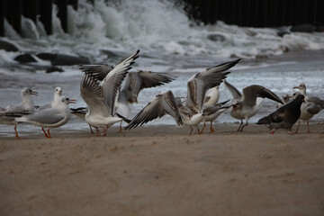 Wild life scene of seagulls on the sand against a backdrop of stormy waves 
