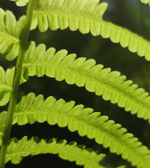 mahogany Green leaves bush in a garden plant outdoors in the park. close-up of leaves on a tree....
