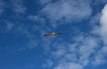 Close-up of a flying gull in the blue sky
