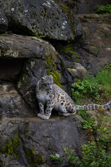 Wonderful snow leopard is relaxing on the rock and looking for food. A majestic animal with an...