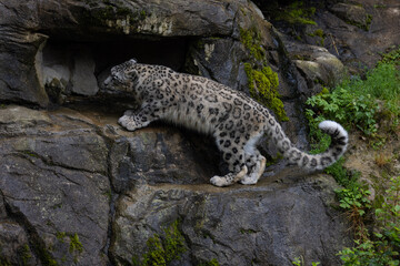 Wonderful snow leopard is relaxing on the rock and looking for food. A majestic animal with an amazing fur. Beautiful day with the snow leopards.