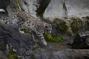 Wonderful snow leopard is relaxing on the rock and looking for food. A majestic animal with an amazing fur. Beautiful day with the snow leopards.