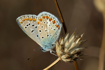 Common blue