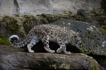 Wonderful snow leopard is relaxing on the rock and looking for food. A majestic animal with an amazing fur. Beautiful day with the snow leopards.