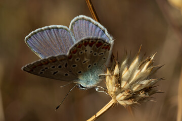 Common blue