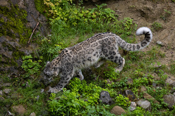 Wonderful snow leopard is relaxing on the rock and looking for food. A majestic animal with an...