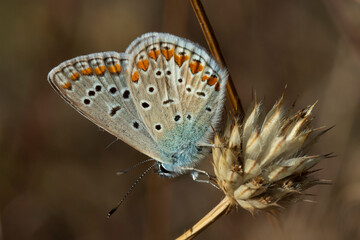 Common blue