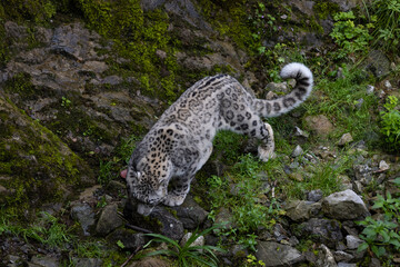 Wonderful snow leopard is relaxing on the rock and looking for food. A majestic animal with an amazing fur. Beautiful day with the snow leopards.