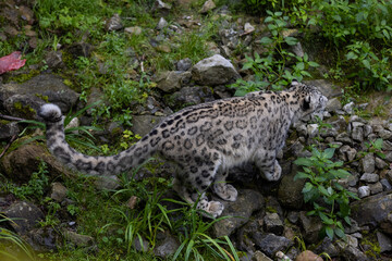 Wonderful snow leopard is relaxing on the rock and looking for food. A majestic animal with an amazing fur. Beautiful day with the snow leopards.