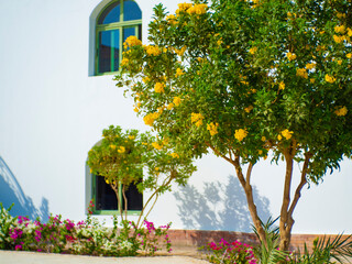 Fototapeta na wymiar A beautiful blooming yellow bush against the background of a white building