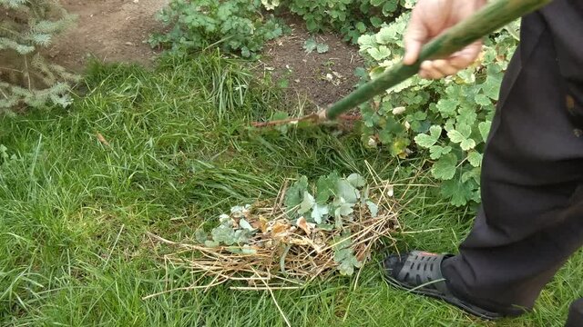 A person uses a rake to pick up dried plant stems from the lawn