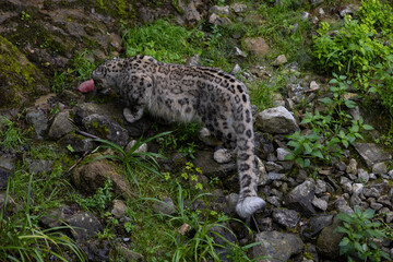 Wonderful snow leopard is relaxing on the rock and looking for food. A majestic animal with an amazing fur. Beautiful day with the snow leopards.