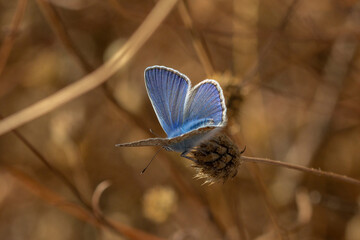 Common blue
