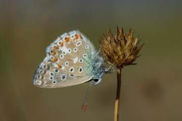 Common blue