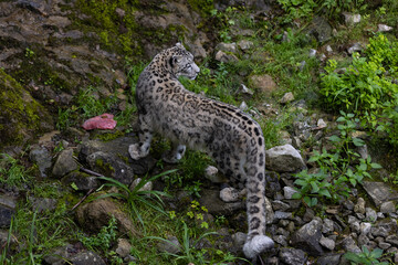 Fototapeta na wymiar Wonderful snow leopard is relaxing on the rock and looking for food. A majestic animal with an amazing fur. Beautiful day with the snow leopards.