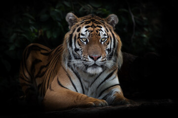 A tiger looks calmly and calmly, an Amur tiger at  darkness