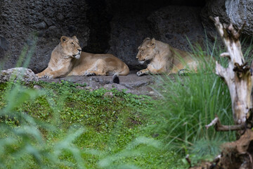 Two lions are sleeping and watching the viewers and waiting for their food. Amazing pair of lion just relaxing in the savanna. Majestic animal in the nature.