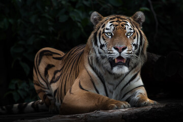 Tiger sitting quietly opening its mouth, Amur tiger, black background stick in the dark background  leaves