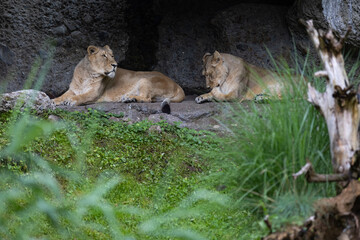 Two lions are sleeping and watching the viewers and waiting for their food. Amazing pair of lion just relaxing in the savanna. Majestic animal in the nature.