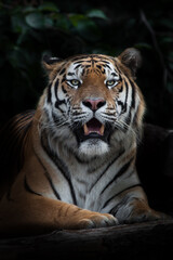 Fanged mouth ajar sitting tiger, Amur tiger, black background stick in the dark background leaves