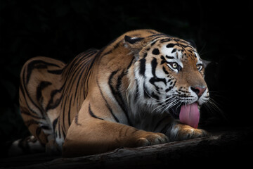 Fototapeta na wymiar Amur tiger on a black background on a tree trunk, a log A powerful red tiger licks its paw a red tongue,