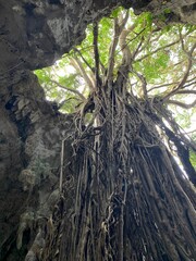 ガンガラーの谷 ガジュマル 沖縄本島 沖縄県