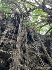 ガンガラーの谷 ガジュマル 沖縄本島 沖縄県