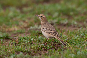 Tawny Pipit (Anthus campestris) perched on grass