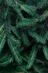Green fir branches, natural background