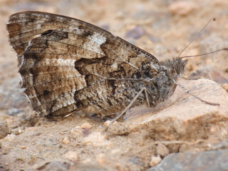 Fototapeta premium Farfalla