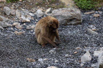 Cute monkeys are playing together and walking through the nature. Amazing monkey is searching some food in the ground. Human apes.