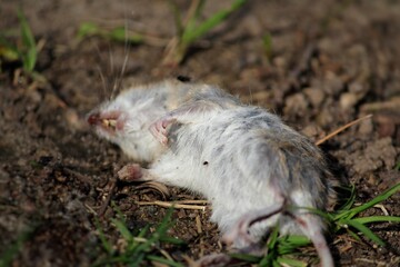 Dead Mouse field vole Lies on Earth