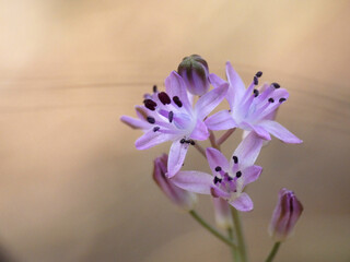 Fiore selvatico