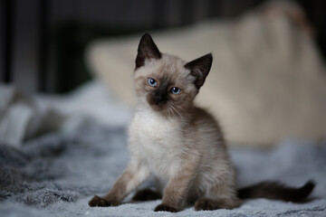Pięny mały kotek syjamski z niebieskimi oczami - obrazy, fototapety, plakaty