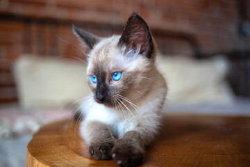 Young Siamese cat. Blue-eyed little Siamese cat - obrazy, fototapety, plakaty