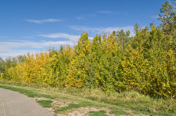 Fototapeta premium Autumn Trees near a Hiking Trail
