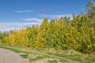 Fototapeta na wymiar Autumn Trees near a Hiking Trail