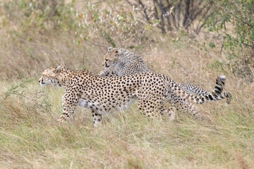 Ein einjähriger Gepard spielt mit seiner Mutter fangen