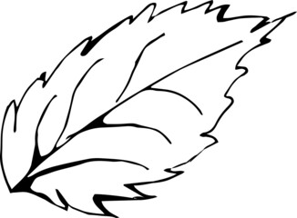 Set of isolated summer herbs on white. Vector. EPS 10. Black and white, elements for floral season design. Hand drawn.