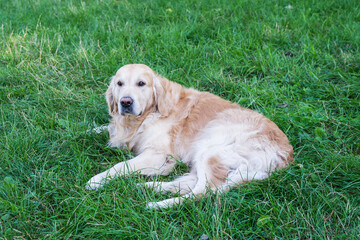A dog of breed Golden Retriever lies on the grass in the park.