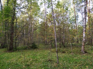 Obraz premium Bright colorful autumn day in forest 