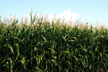 Corn field in Dobele, Latvia on a sunny day.