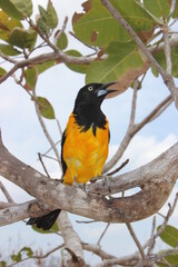 Corrupião (Icterus jamacaii)