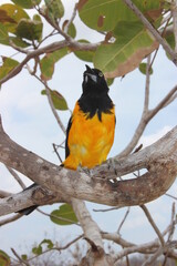 Corrupião (Icterus jamacaii)