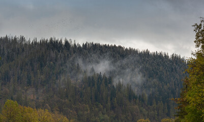 Fog in the mountain forest with yellow and red leaves, top view