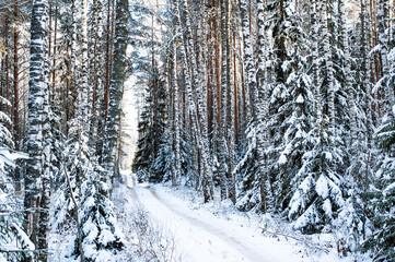 Winter forest