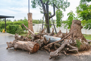 Piles of logs were cut down into smaller pieces and stacked from trees and stumps were left on the ground to organize and decorate the public garden to be beautiful. Pile of wood that has been cut.