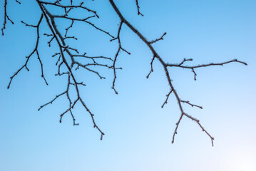 Branch in the blue against the background of the blue sky