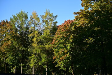 Naklejka premium trees in autumn