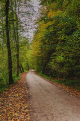 Fog in the mountain forest with yellow and red leaves, top view